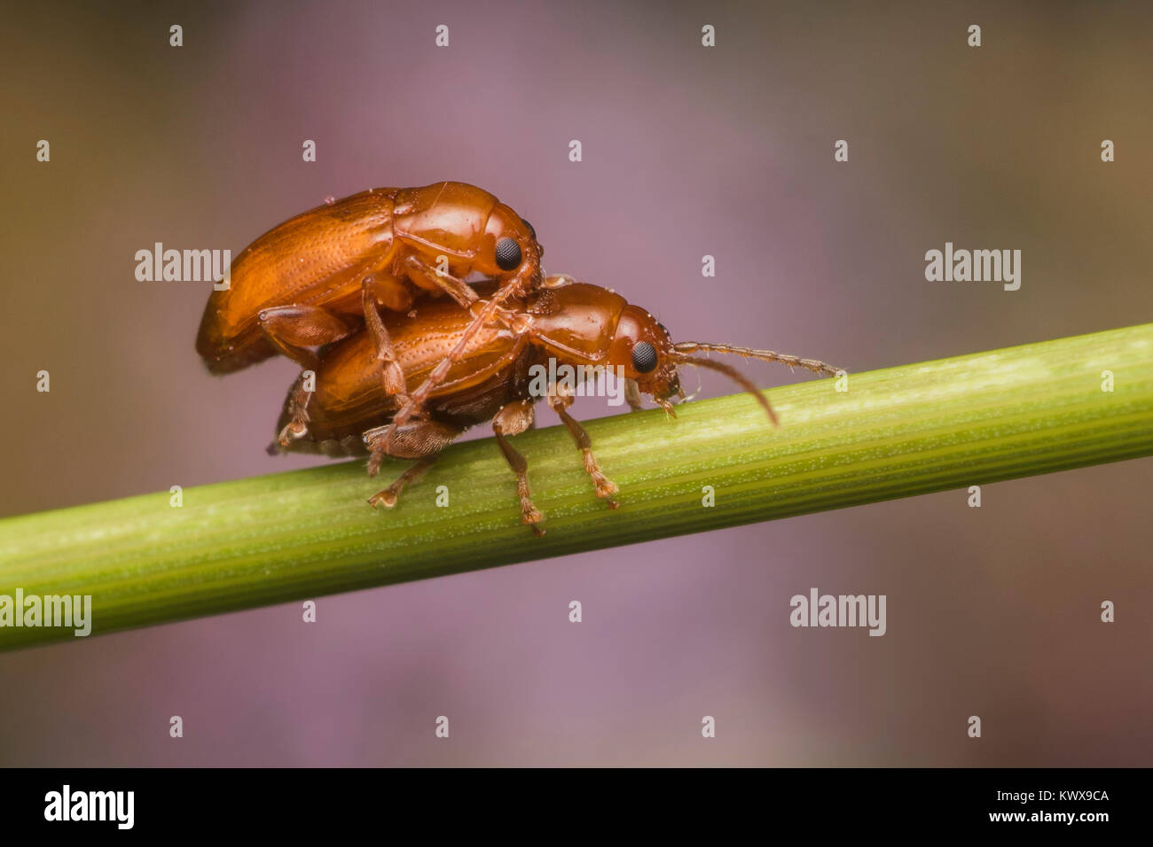 Mating Flea beetles of the leaf beetle family (Chrysomelidae) on juncus stem. Cahir, Tipperary, Ireland. Stock Photo