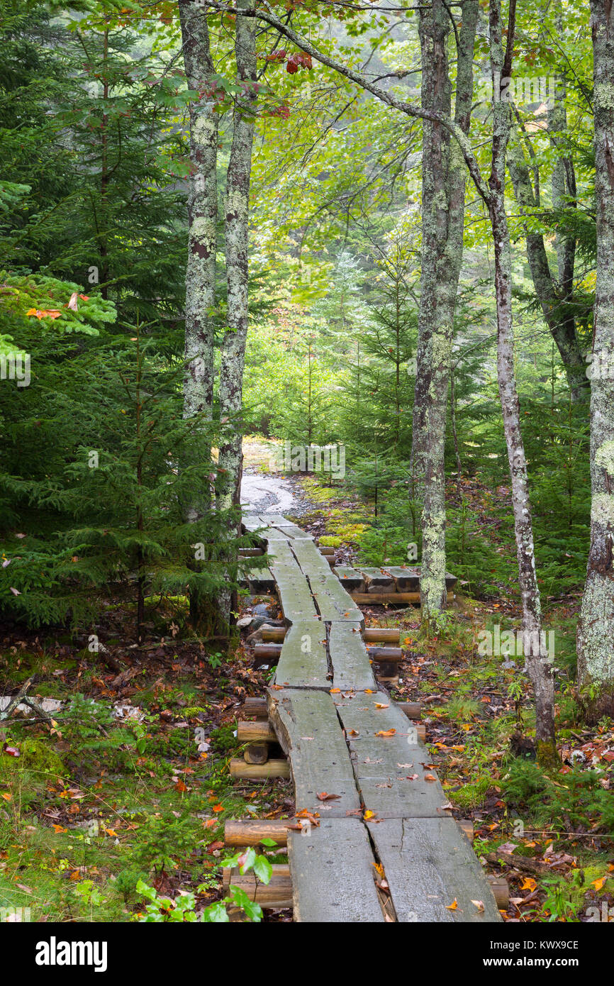 A footbridge guiding hikers through a grove of trees along the Otter Cove Trail on Mount Desert Island. Acadia National Park, Maine Stock Photo
