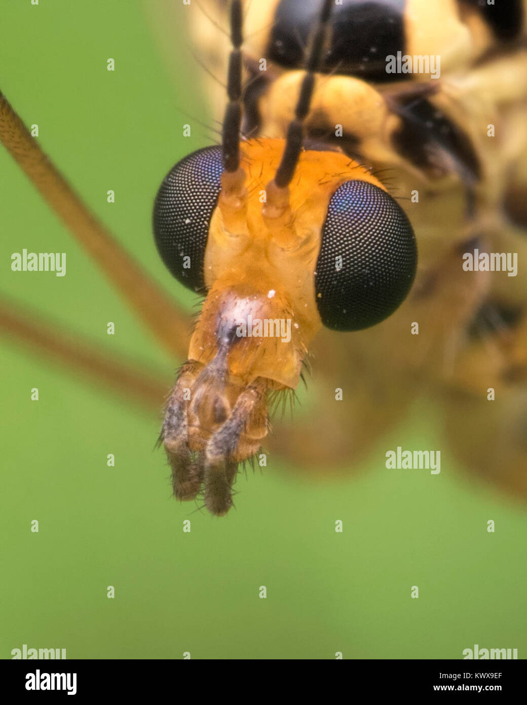 Tiger Cranefly (Nephrotoma sp.) close up photo of the head showing the compound eyes. Cahir, Tipperary, Ireland. Stock Photo