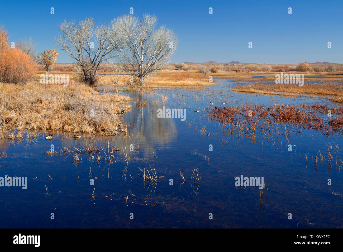 Wetland pond, Bosque del Apache National Wildlife Refuge, New Mexico Stock Photo