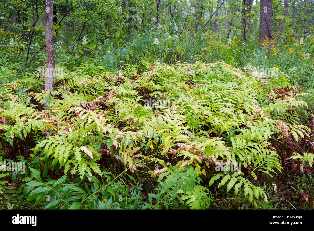 A small grouping of ferns growing along the Otter Cove Trail on Mount Desert Island. Acadia National Park, Maine Stock Photo