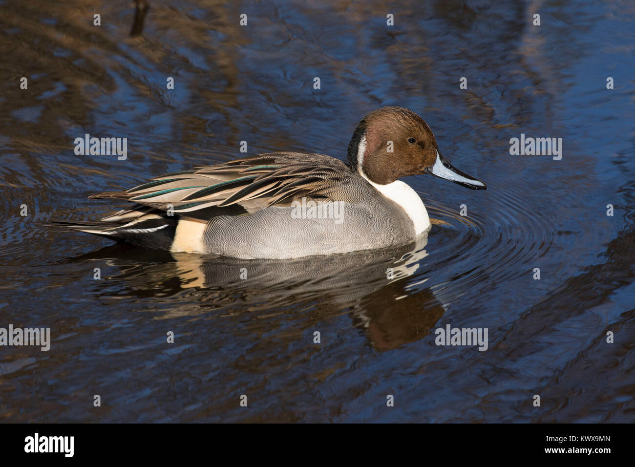 Northern pintail, Bosque del Apache National Wildlife Refuge, New Mexico Stock Photo