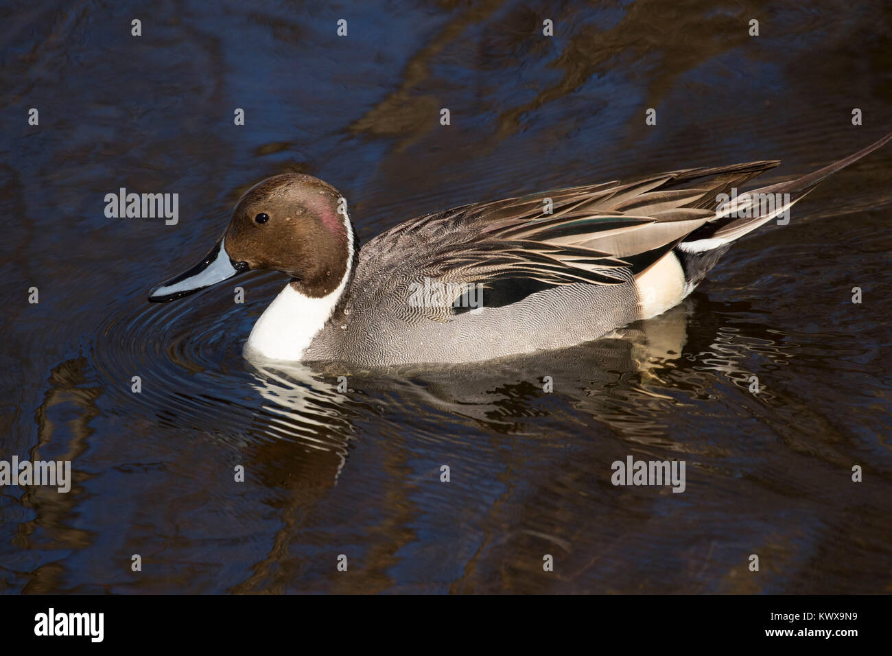Northern pintail, Bosque del Apache National Wildlife Refuge, New Mexico Stock Photo