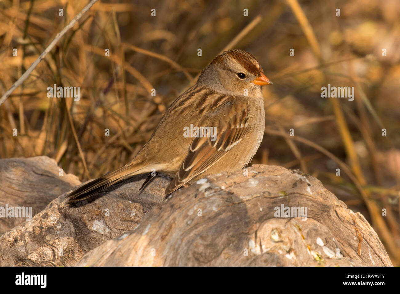 Bosque del apache desert hi-res stock photography and images - Alamy