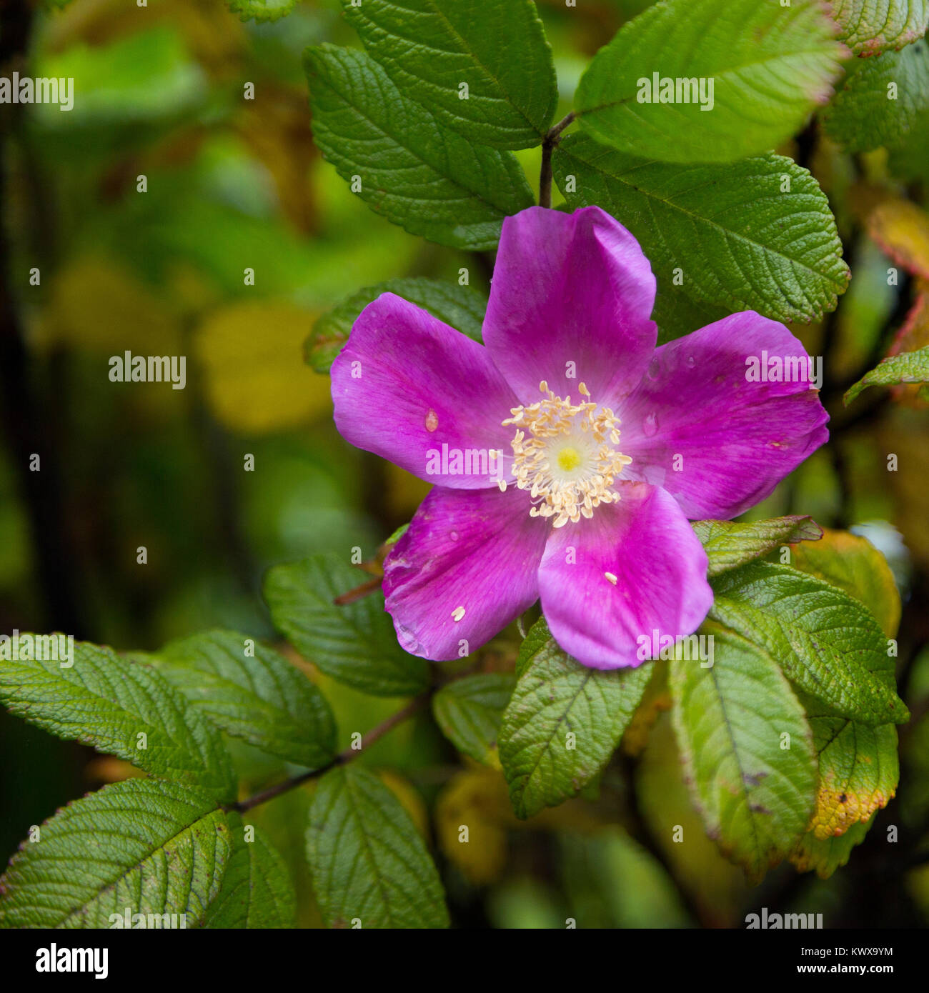A rugosa rose wildflower blooming at Otter Cove on Mount Desert Island. Acadia National Park, Maine Stock Photo