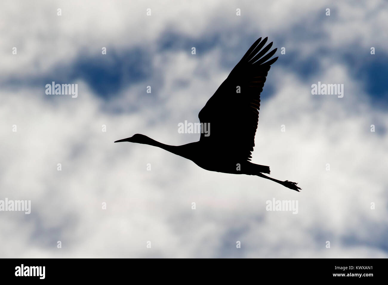 Sandhill crane silhouette in flight, Bosque del Apache National