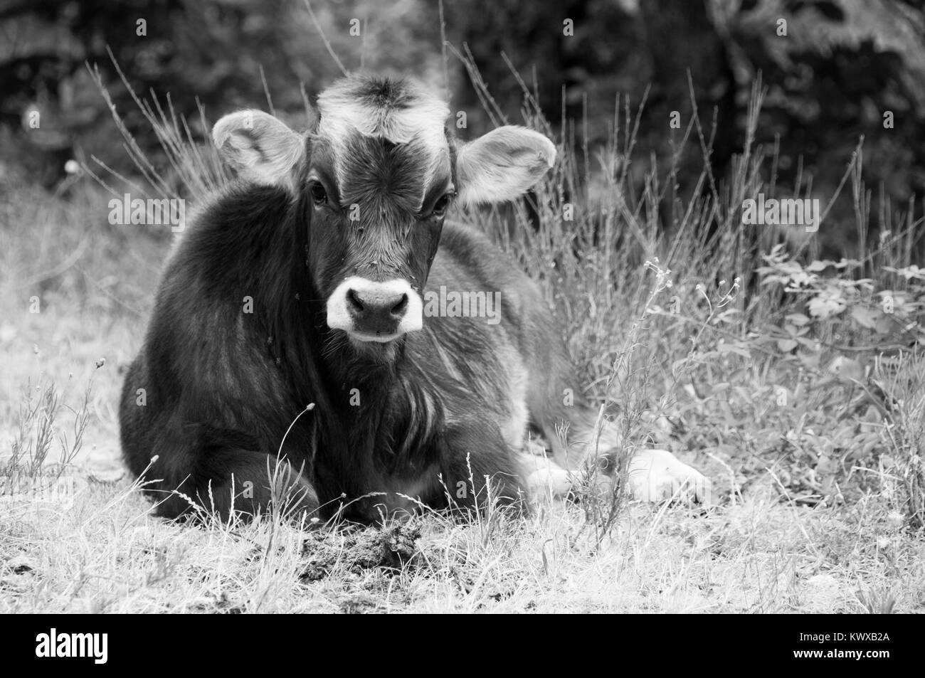 Wild roaming cattle in the French Pyrenees Stock Photo