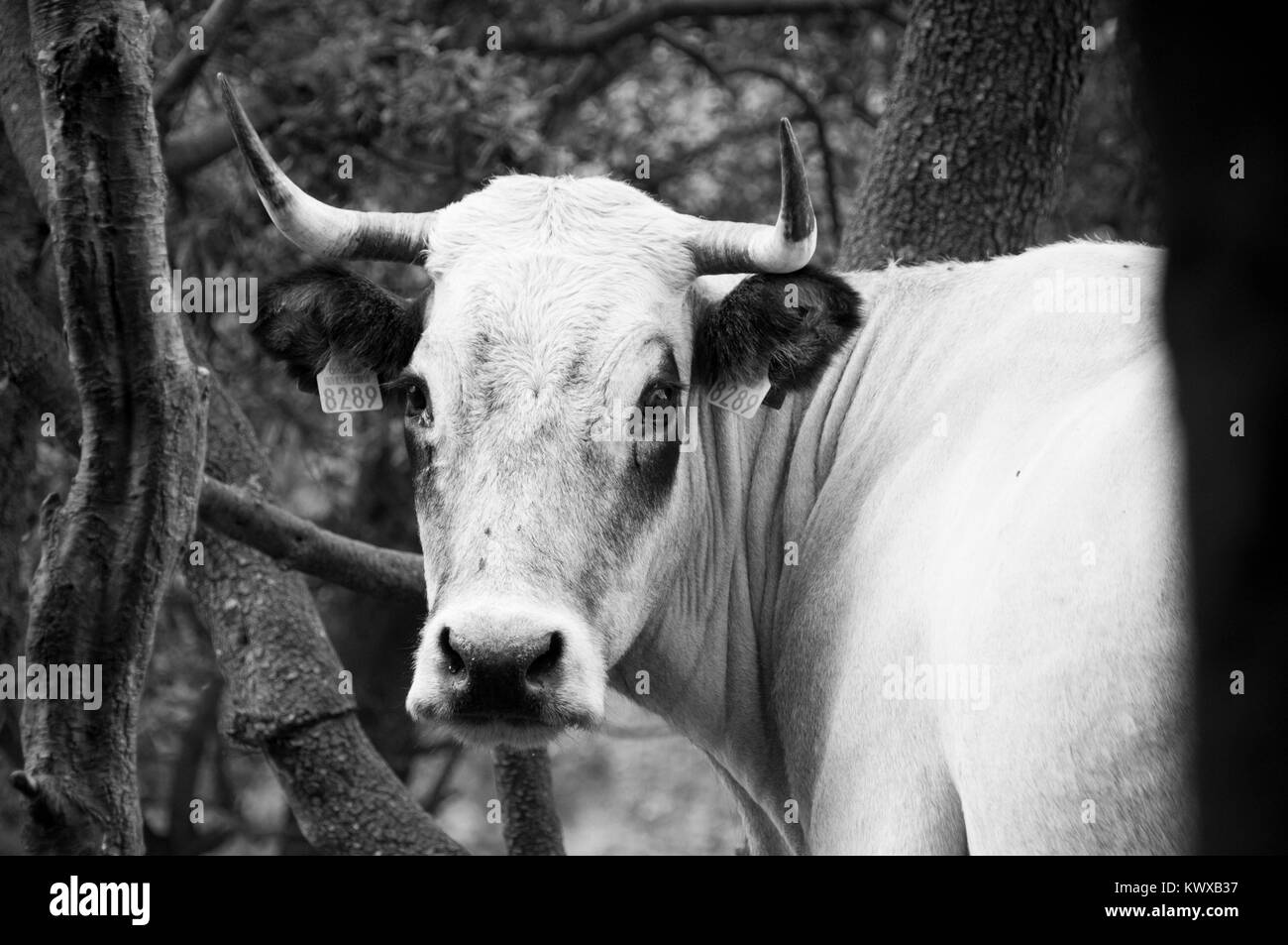 Portrait of Wild Cattle in the French Pyrenees Stock Photo