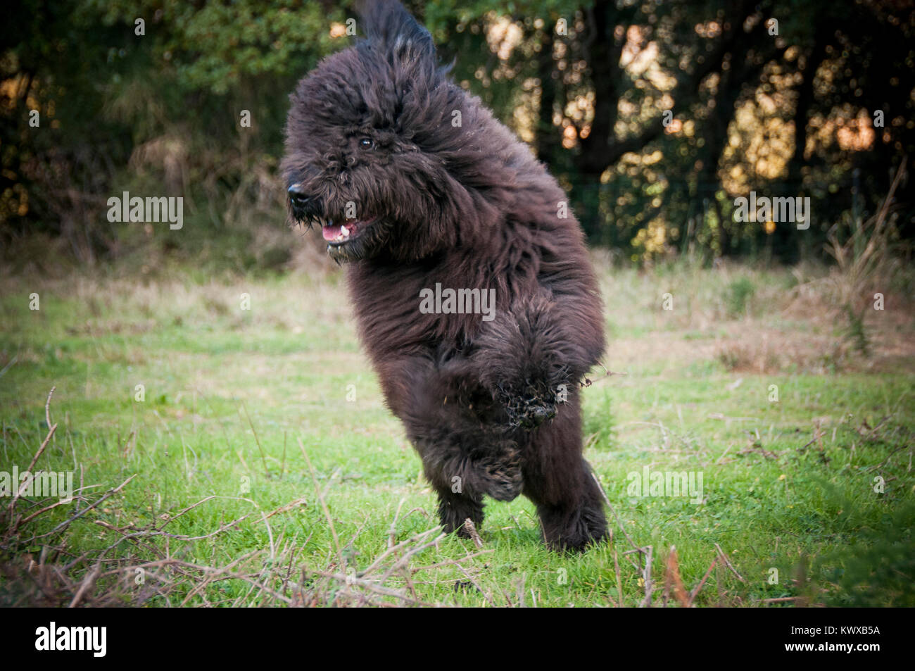 Jumping Bouvier Des Flandres Stock Photo