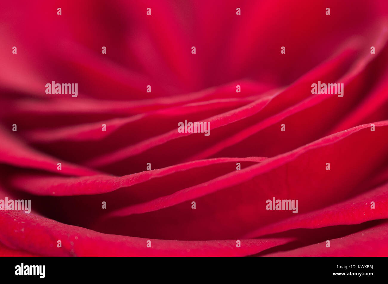 Macro photograph of a single red rose Stock Photo - Alamy