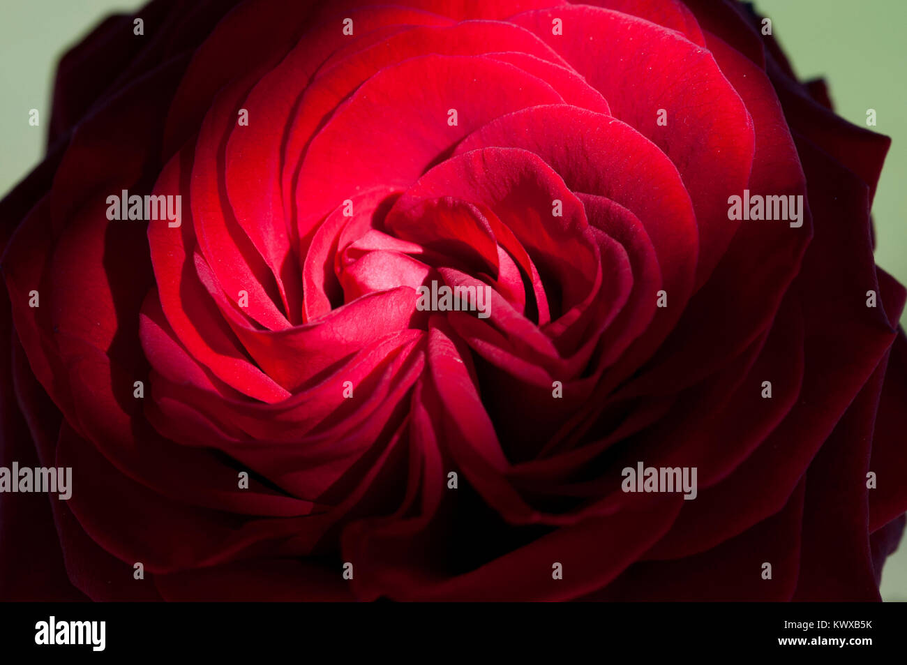 Macro photograph of a single red rose Stock Photo - Alamy
