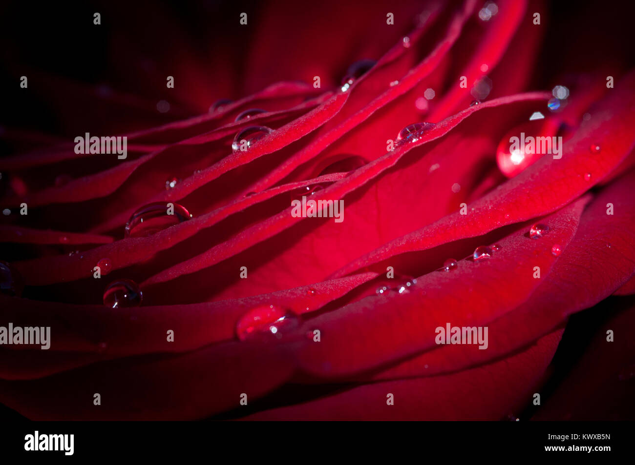Single red rose photograph hi-res stock photography and images - Alamy