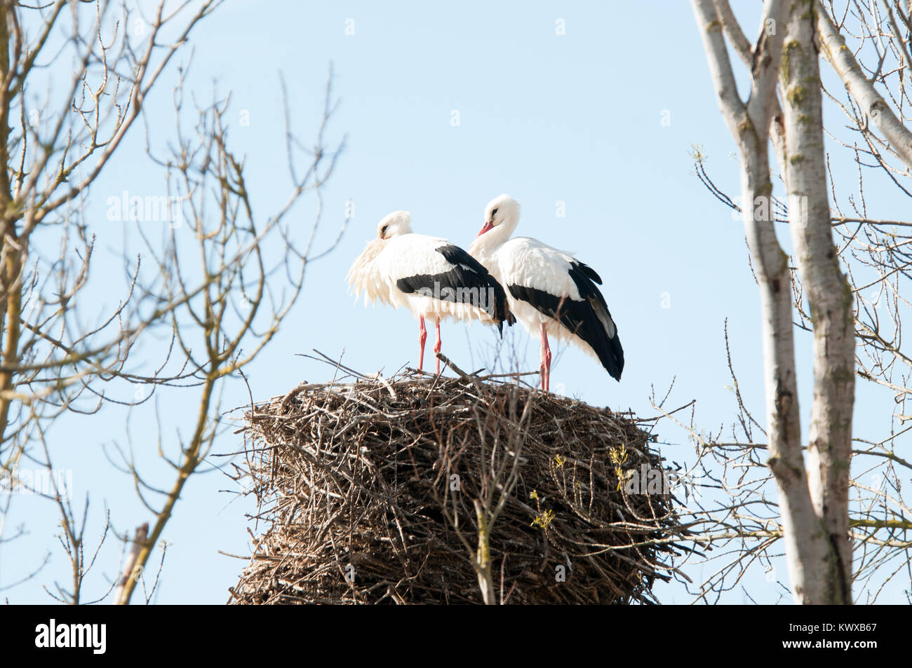 White Storks Nesting Stock Photo - Alamy