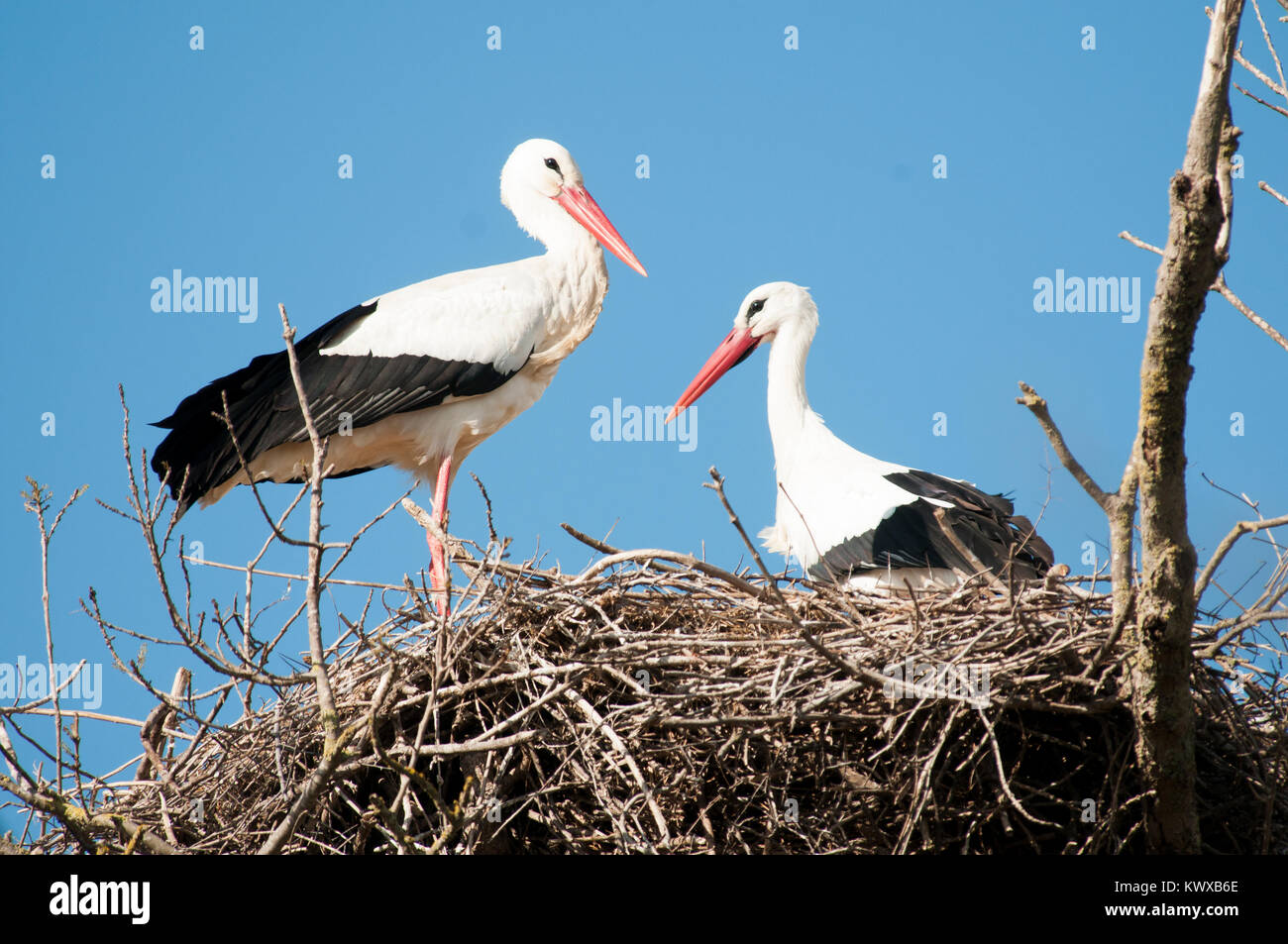 White Storks Nesting Stock Photo - Alamy