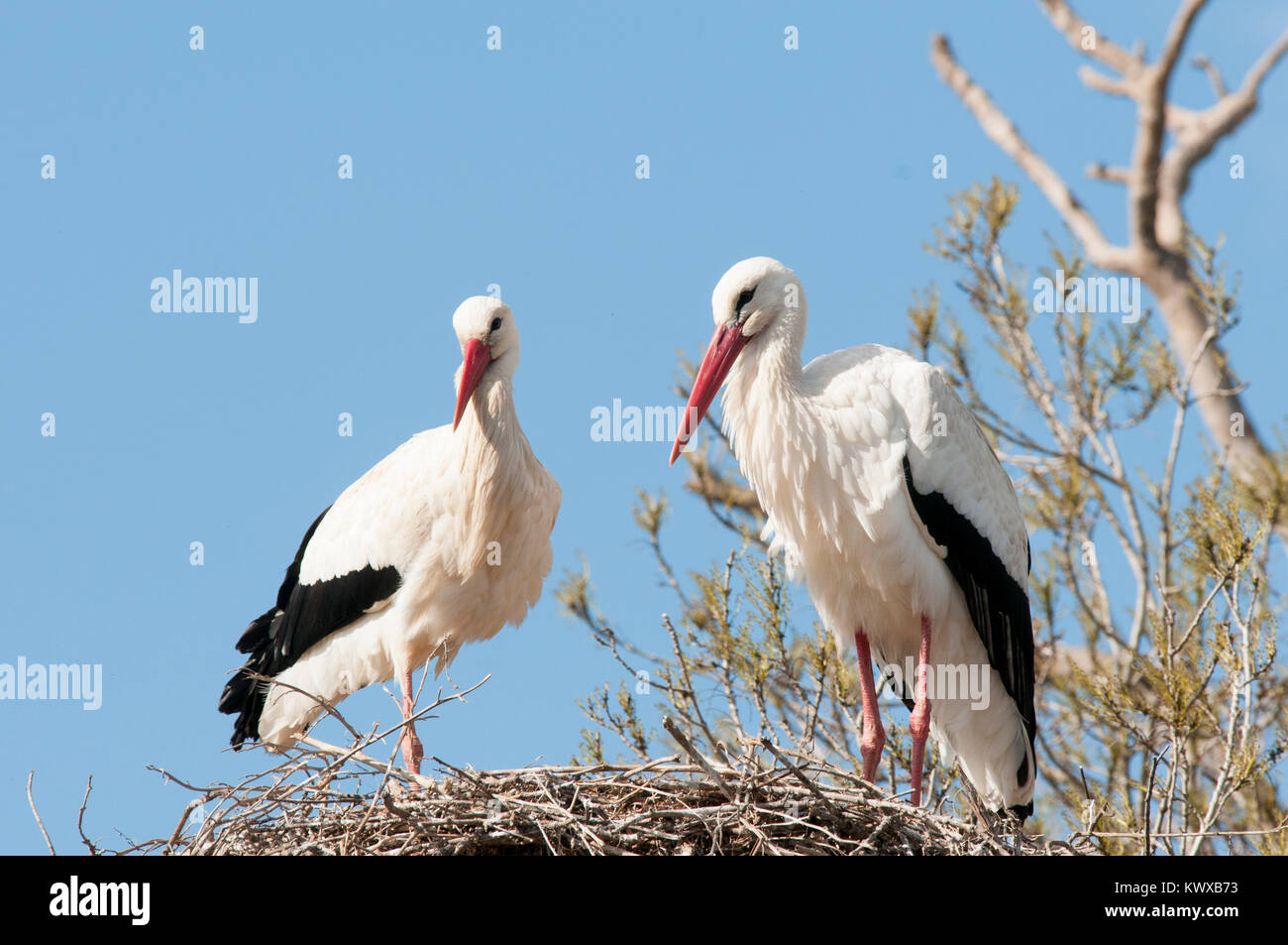 White Storks Nesting Stock Photo - Alamy