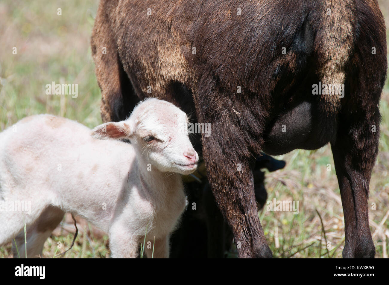 Cameroon Sheep Ewe With Her Tarasconnais Cross Cameroon Twin Lambs Stock Photo