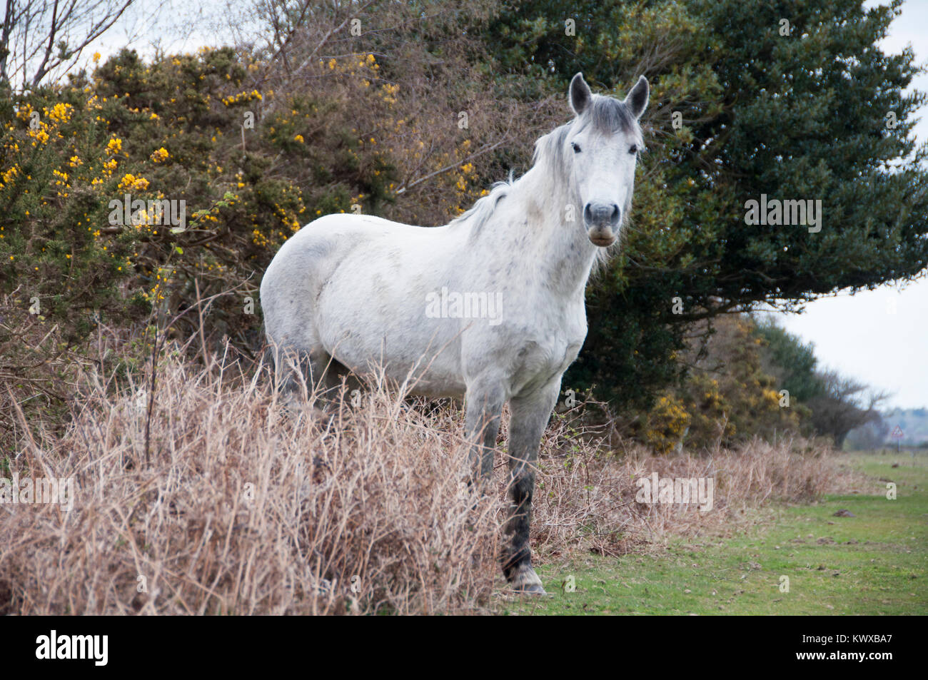 Grey New Forest Pony Roaming Free Stock Photo