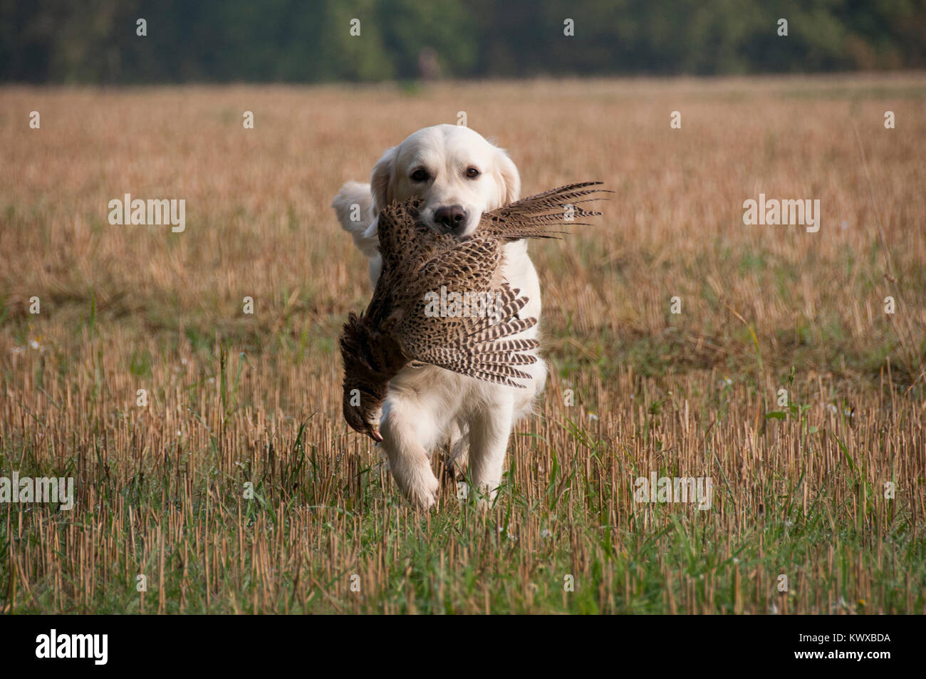 A Golden Retriever Retrieving A Pheasant On A Game Shoot Stock Photo ...