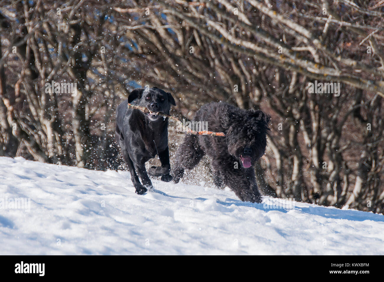 Dogs playing in the snow Stock Photo - Alamy