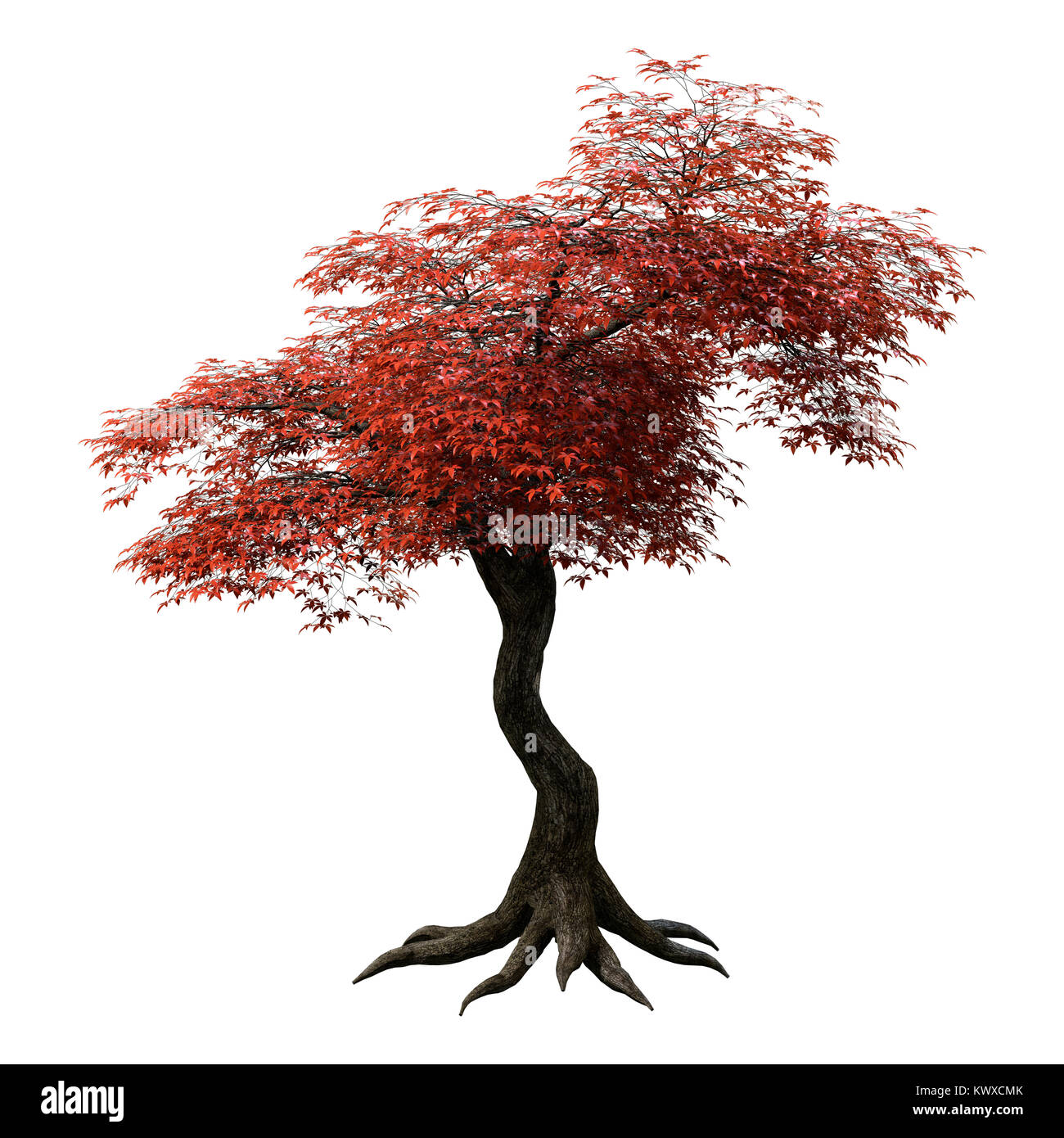 3D rendering of a red Japanese maple tree isolated on white background Stoc...