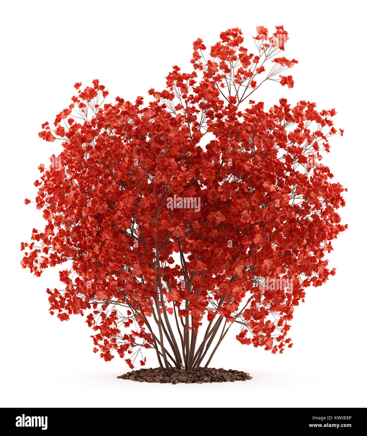 flowering quince plant isolated on white background. 3d illustration