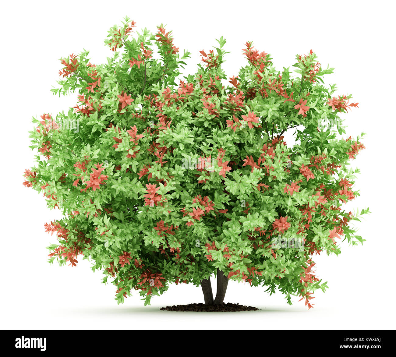 pidgeon berry shrub plant isolated on white background. 3d illustration Stock Photo