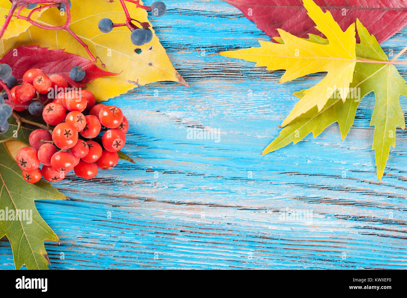 Autumn background with forest berries and yellow maple leaves on a blue ...