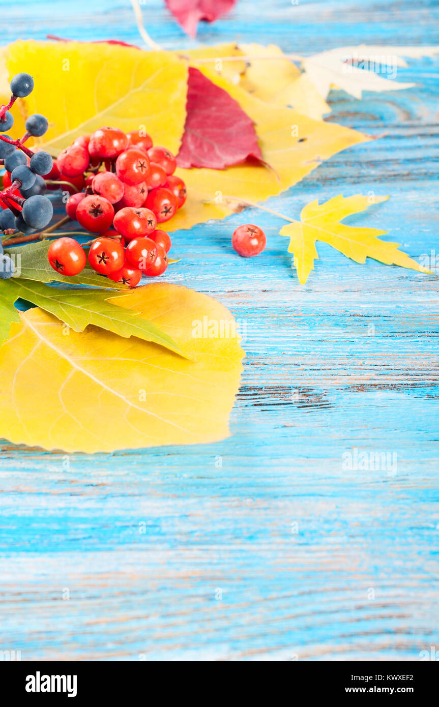 Autumn background with forest berries and yellow maple leaves on a blue ...