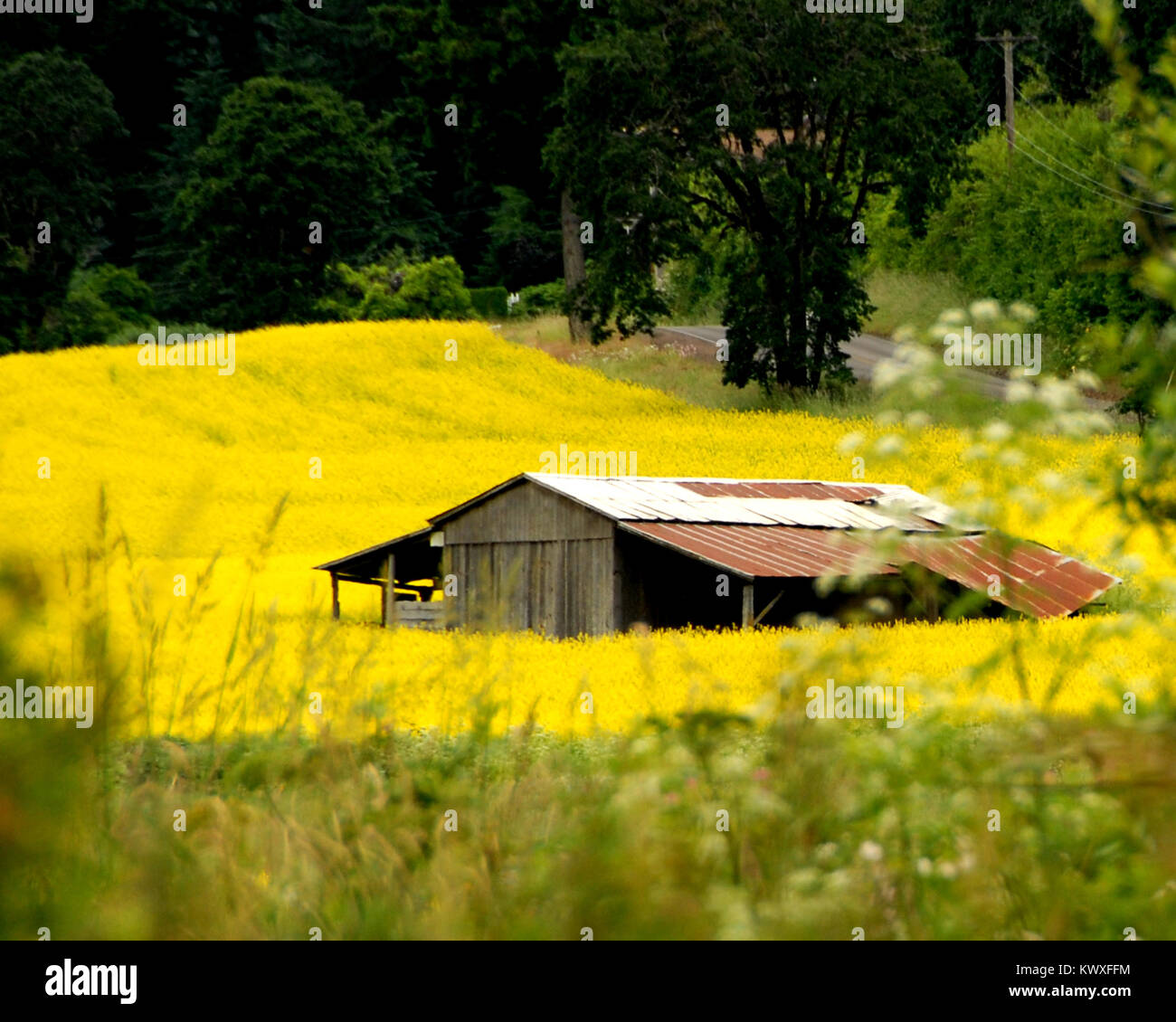 Old barn in a field of mustard. Stock Photo