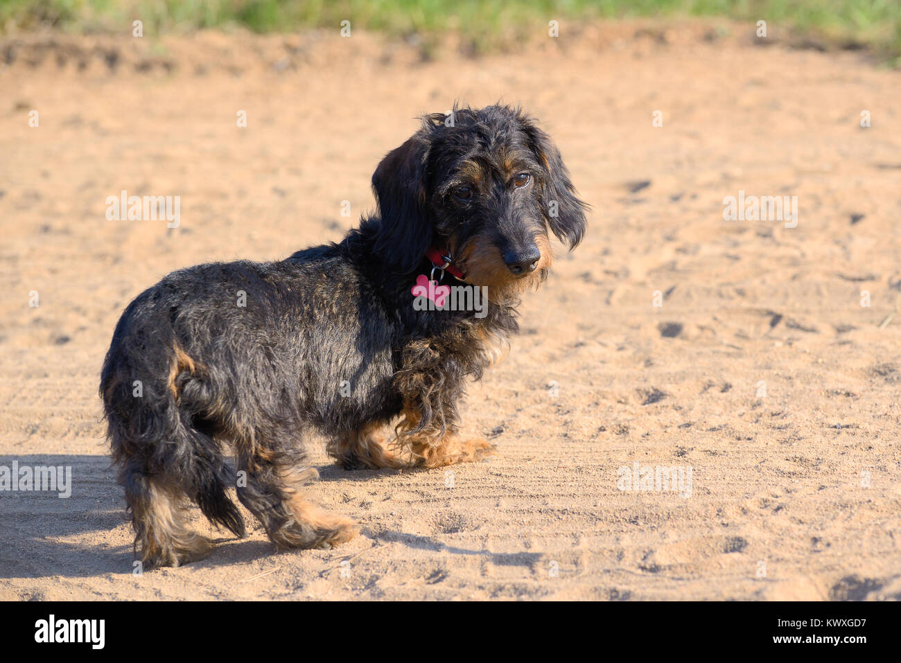 Long Haired Dog Stock Photos Long Haired Dog Stock Images Alamy