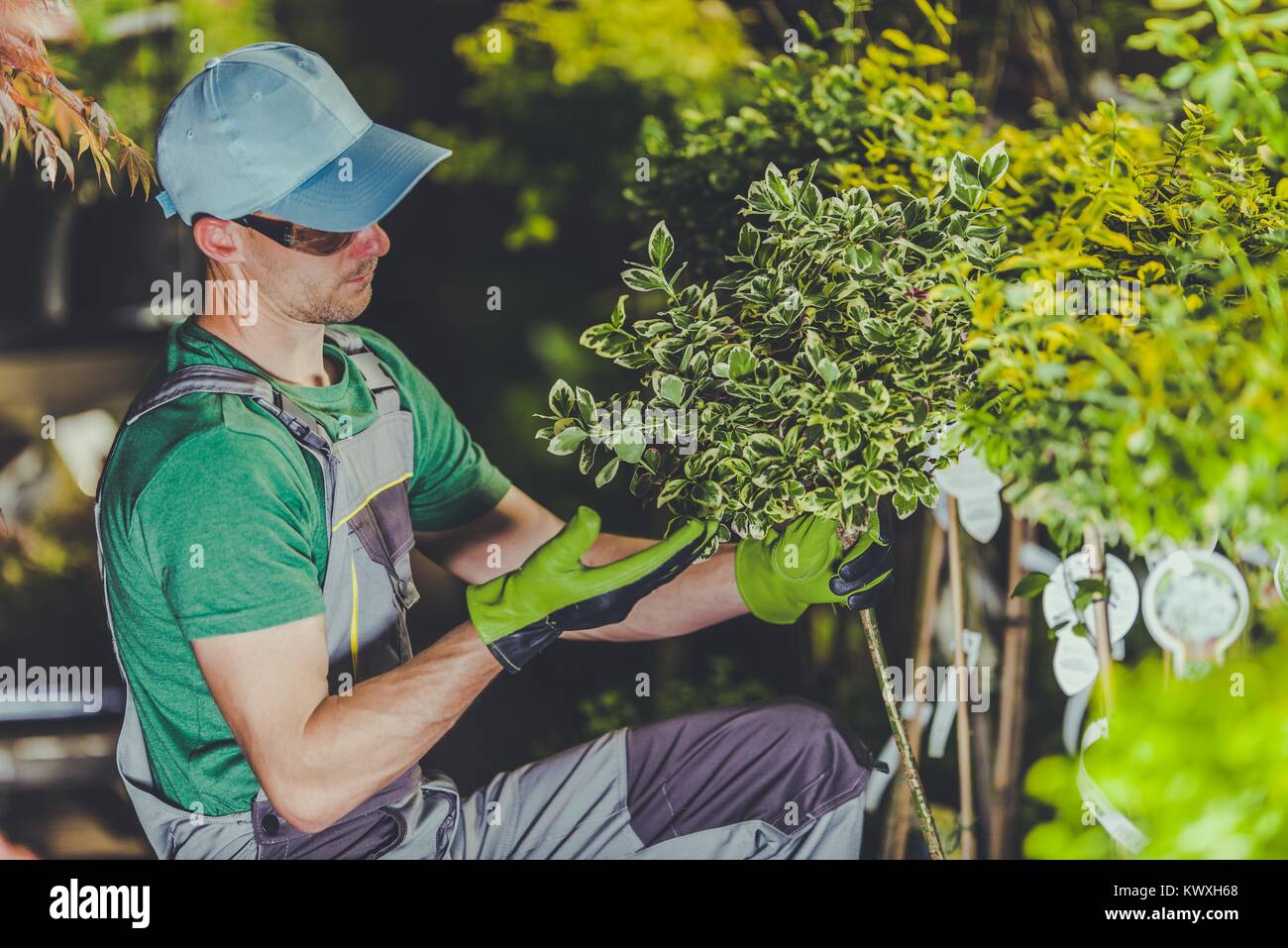 Professional Caucasian Gardener in His 30s Taking Care of Garden Plants. Stock Photo