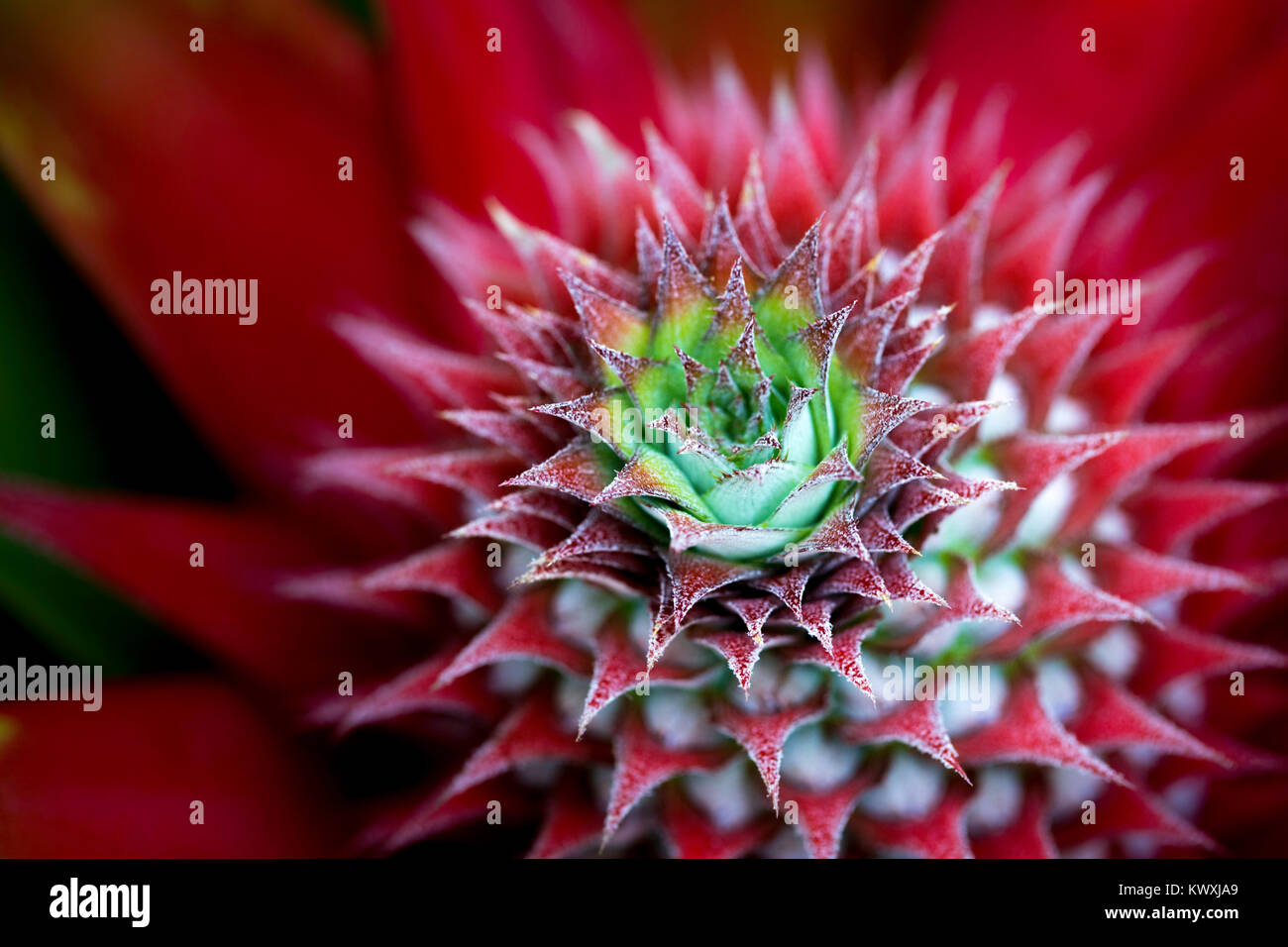 Exotic Red Pineapple Plant Stock Photo