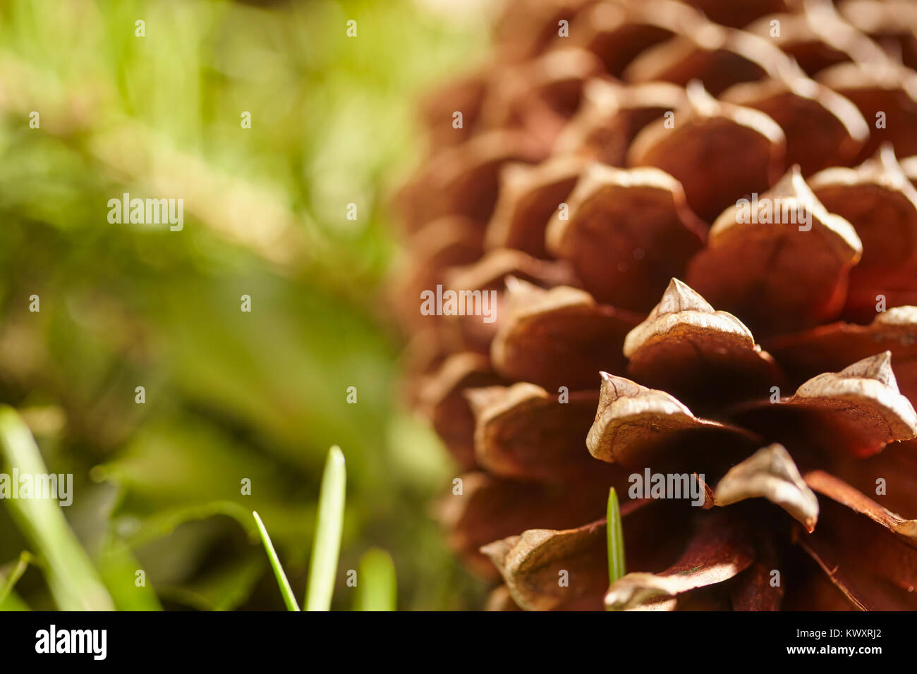 closeup of a Christmas Wreath with pine cones and hemlock sprigs Stock Photo