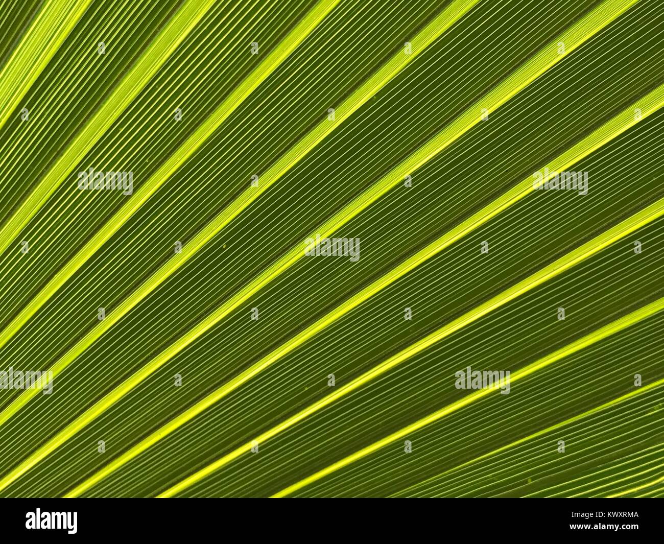 Palm tree leaf Stock Photo - Alamy