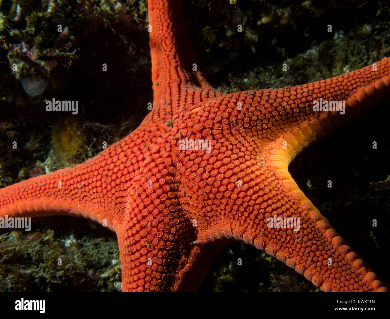 A vibrant Vermillion Star (Mediaster aequalis) photographed while scuba diving in the cold Pacific Ocean in southern British Columbia Stock Photo