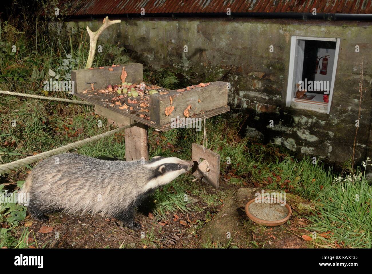 European badger (Meles meles) visiting a bird table at an ecotourism centre at night to feed on fat balls, peanut butter and fruit, Knapdale, Scotland Stock Photo
