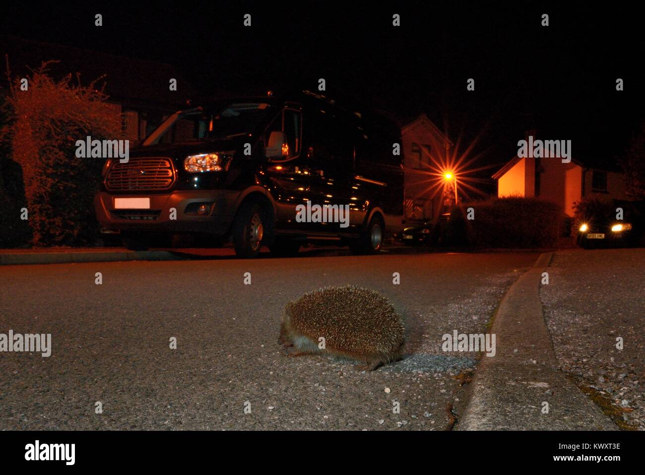 Hedgehog (Erinaceus europaeus) crossing a suburban street at night to forage in gardens, Chippenham, Wiltshire, UK.  Taken with a remote camera. Stock Photo