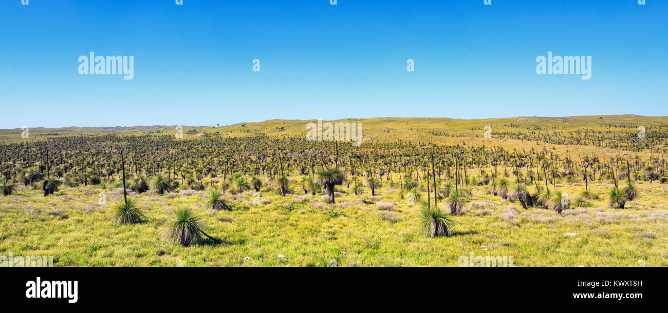 Grass Trees (Xanthorrhoea preissii), also known as Balga, growing in Wanagarren Nature Reserve, near Cervantes, Western Australia Stock Photo