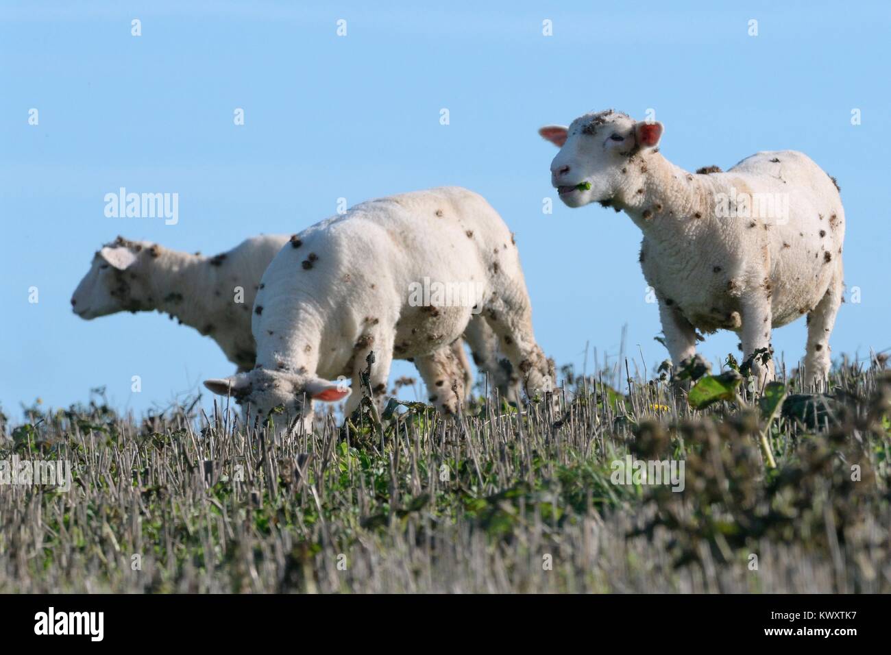 Domestic sheep (Ovis aries) grazing weeds in a stubble field with many Burdock (Arctium sp.) burrs attached, Cornwall, UK, October. Stock Photo