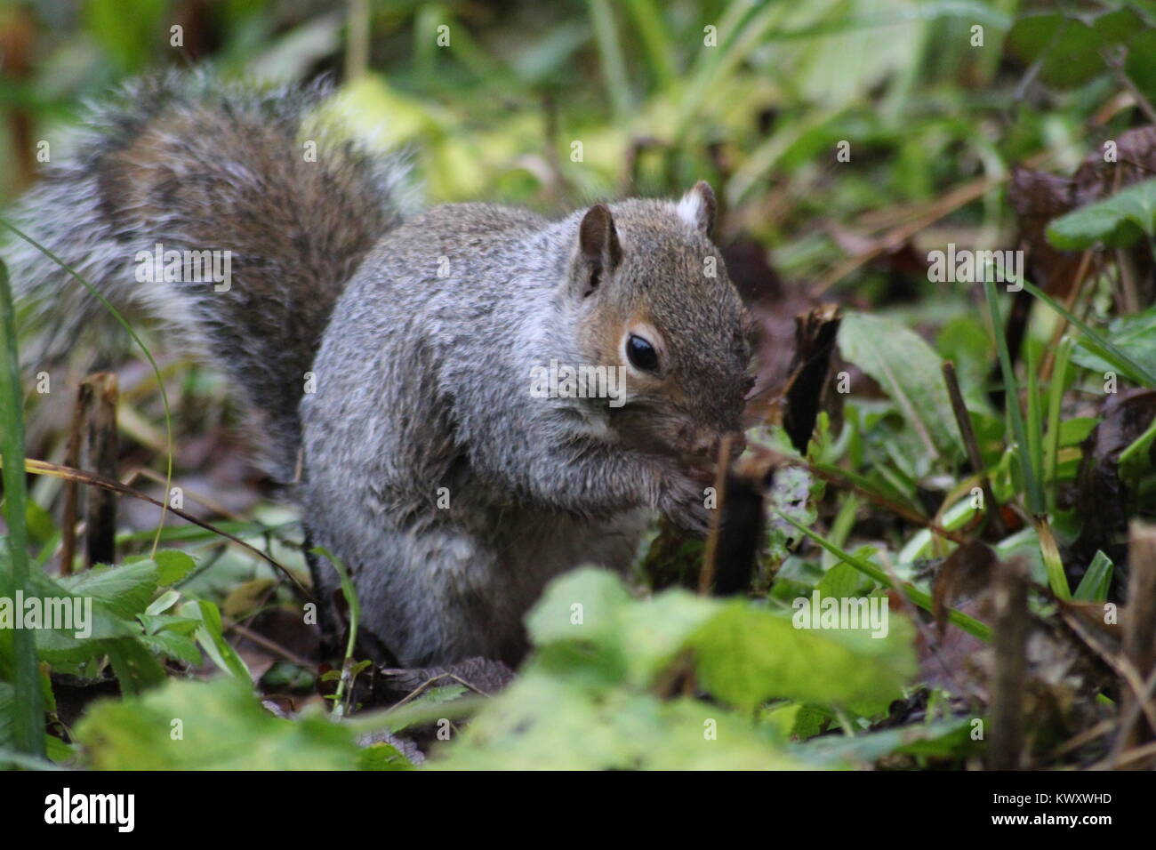 Squirrel Stock Photo