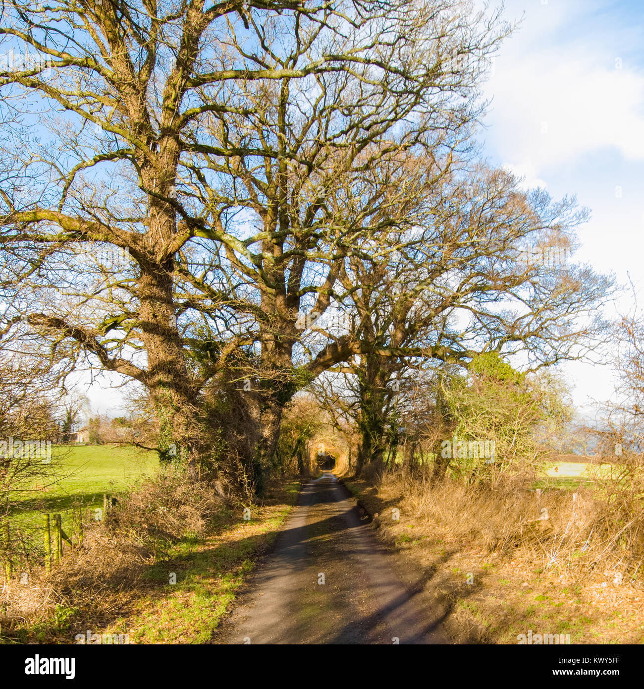 Country Lane near Ovington, Itchen Valley, Hampshire on winter day with long view into the distance Stock Photo