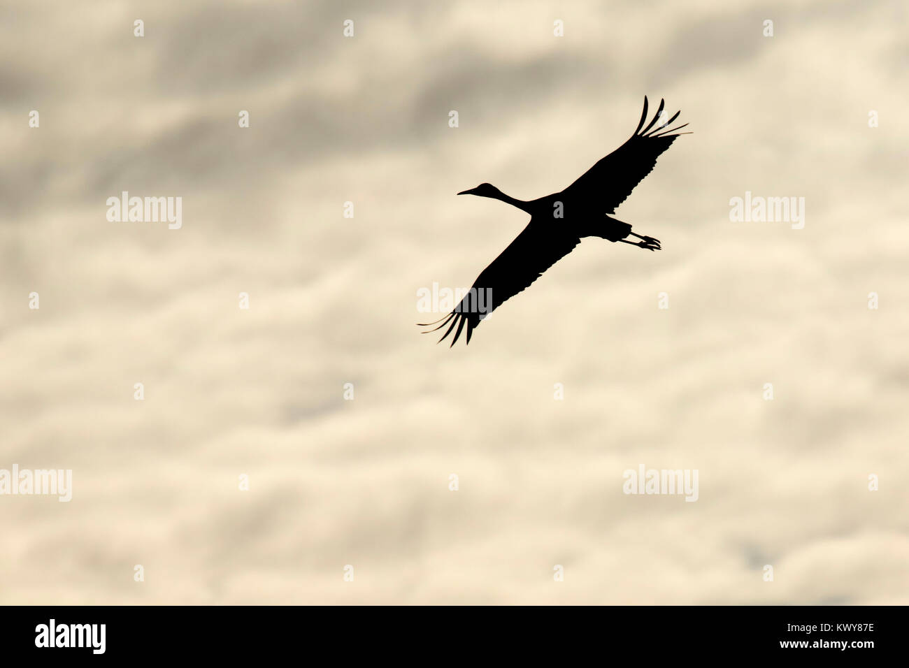 Sandhill crane silhouette in flight, Bosque del Apache National