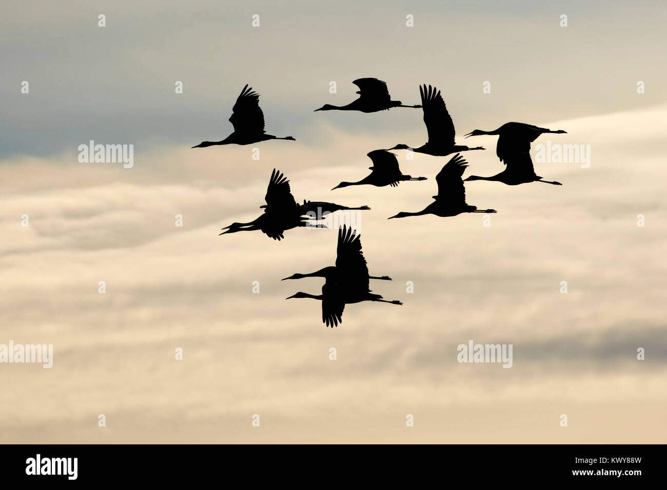 Sandhill crane silhouette in flight, Bosque del Apache National