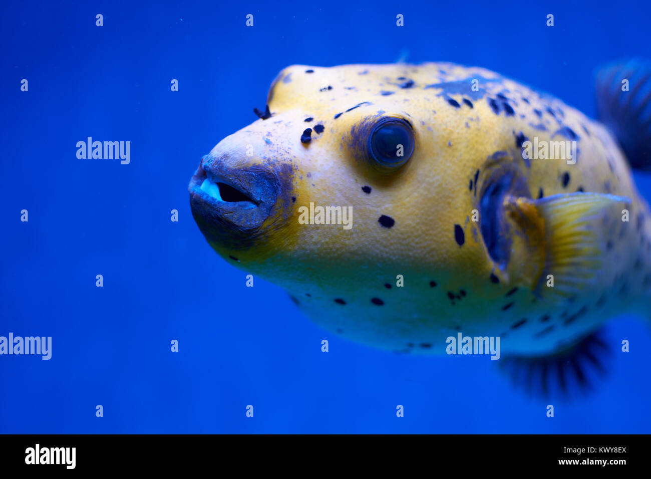 Arothron nigropunctatus yellow. Poisonous fugy fish in blue water Stock Photo