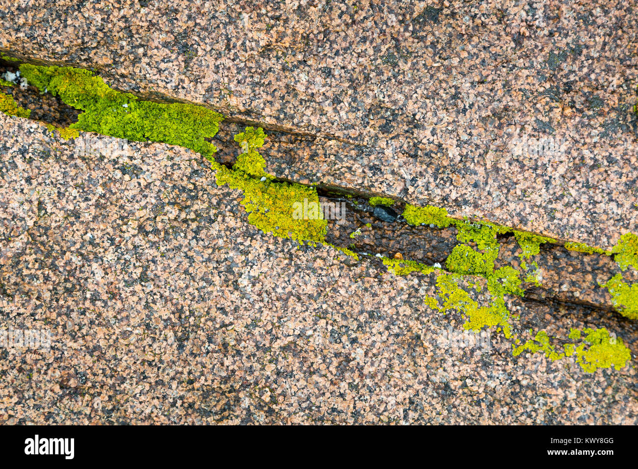 An abstract grouping of algae growing in a crack in rock found along the coastline of Mount Desert Island. Acadia National Park, Maine Stock Photo