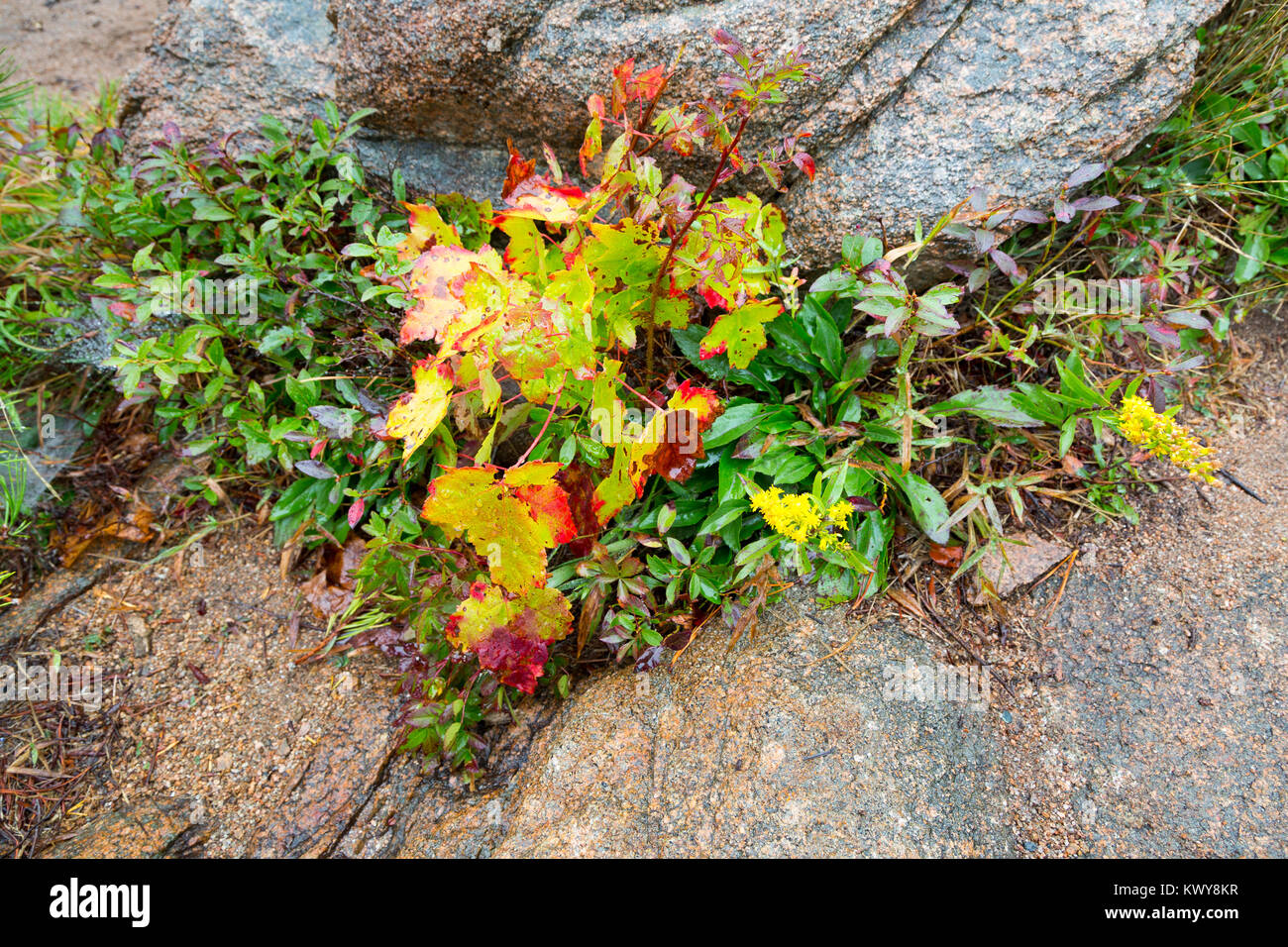 Small leaves and ground brush growing from cracks in the rocks turning red for the fall season. Acadia National Park, Maine Stock Photo