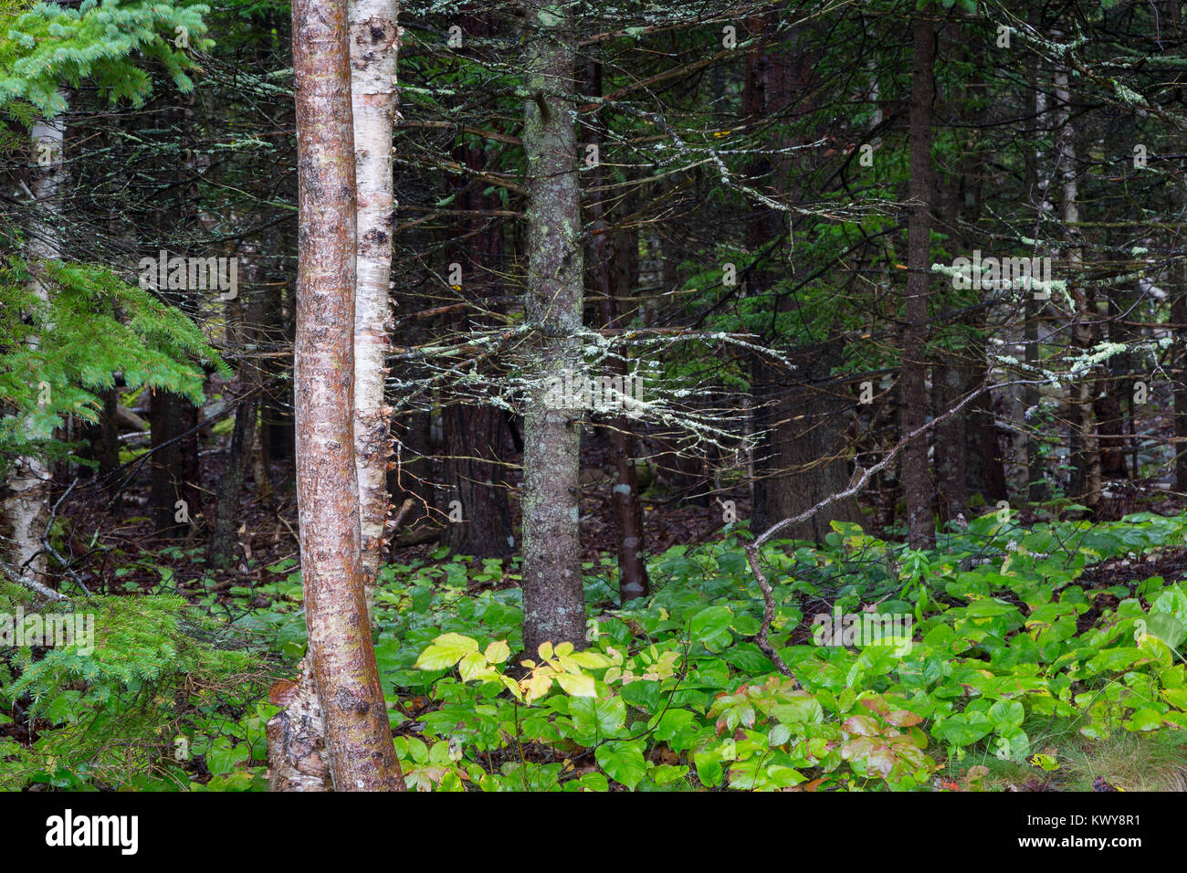 A dense forest carpeted with ground leaves and plants creating an abstract composition. Acadia National Park, Maine Stock Photo