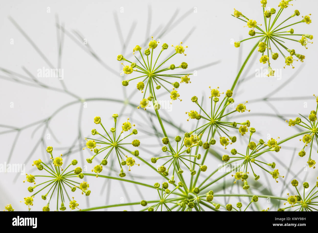 Macro shots of dill in flower Stock Photo Alamy