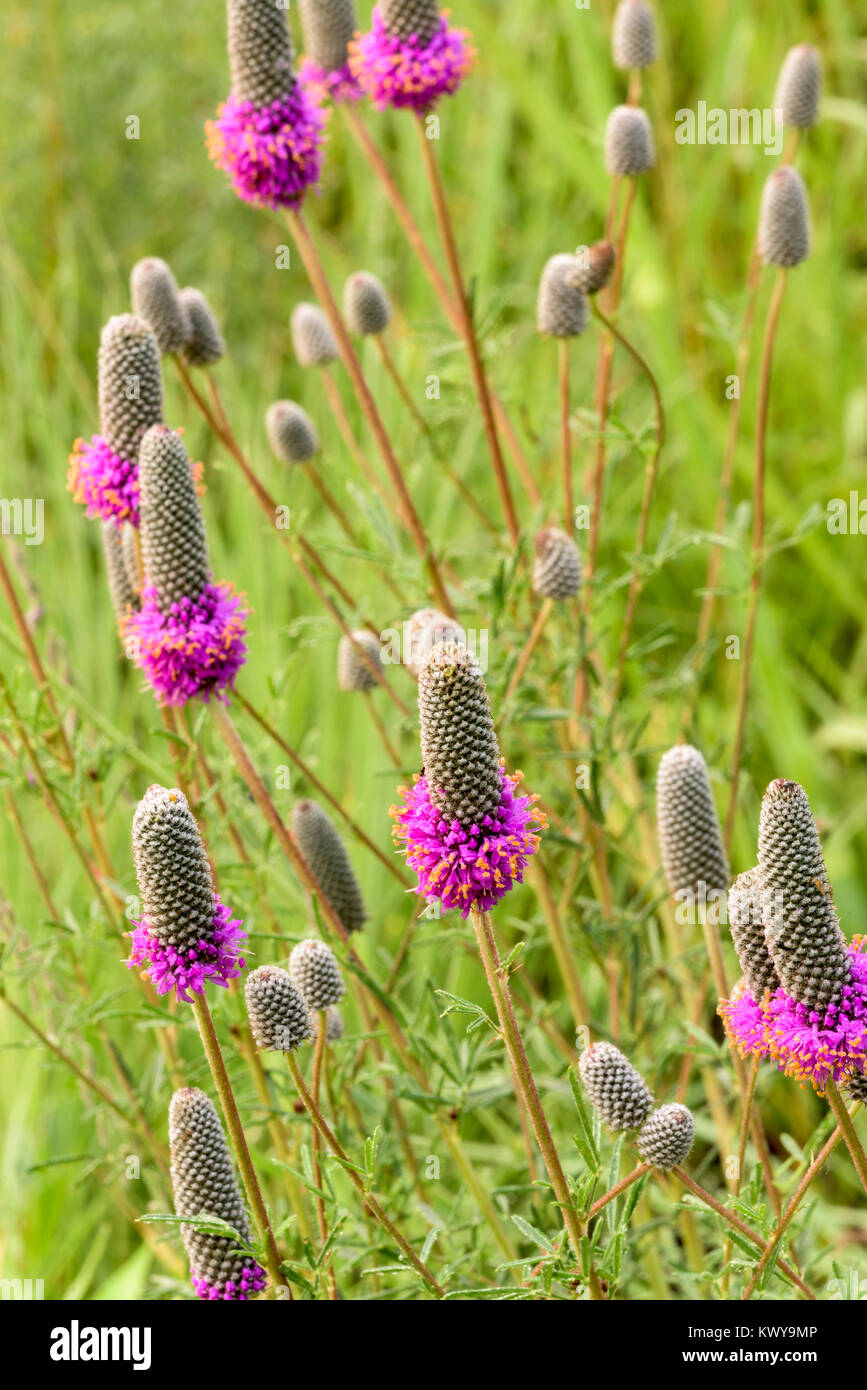 Purple Prairie Clover, Dalea purpurea flowers. Stock Photo