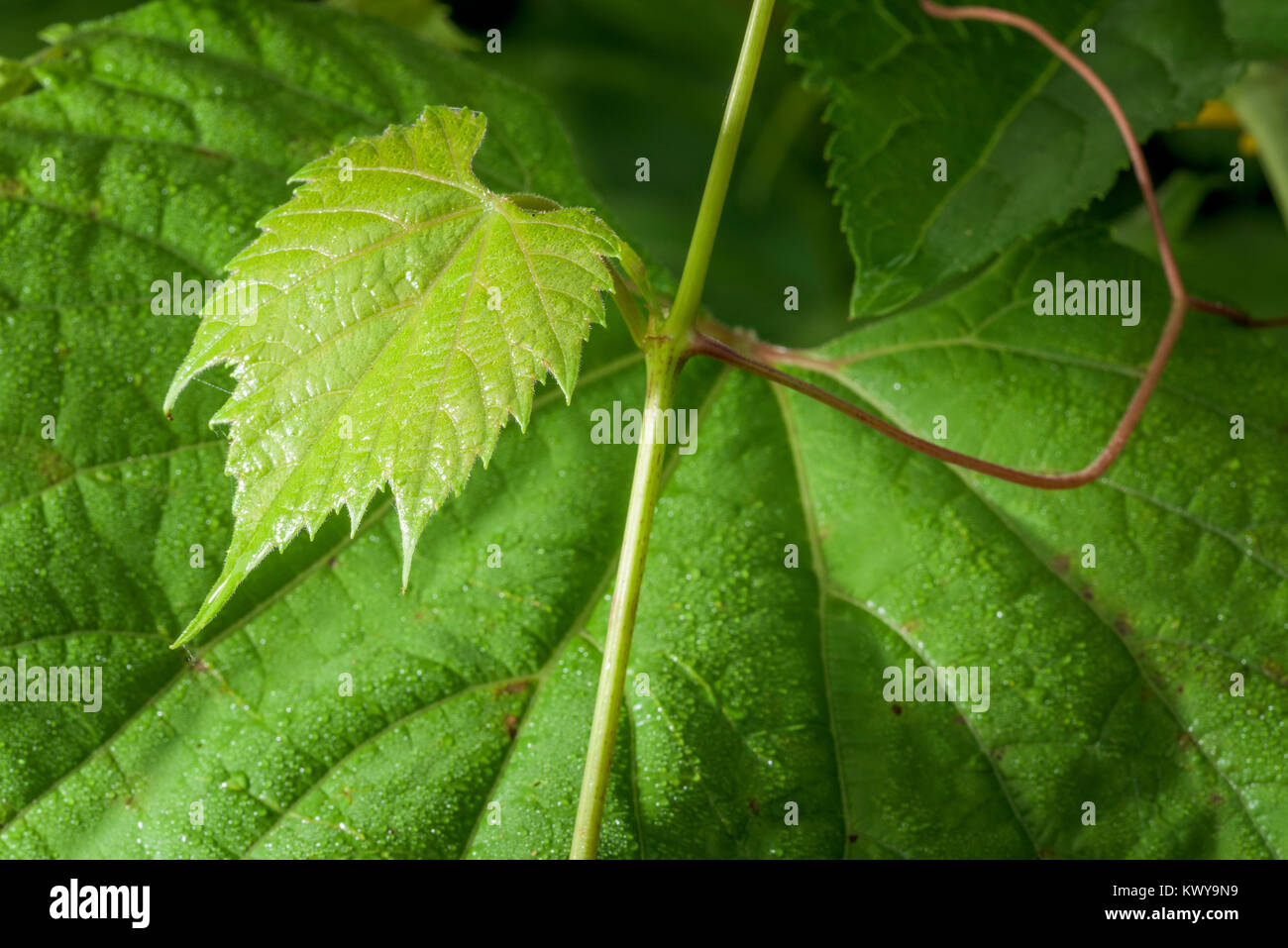Dew covered wild grape leaf'. Vitis riparia Stock Photo